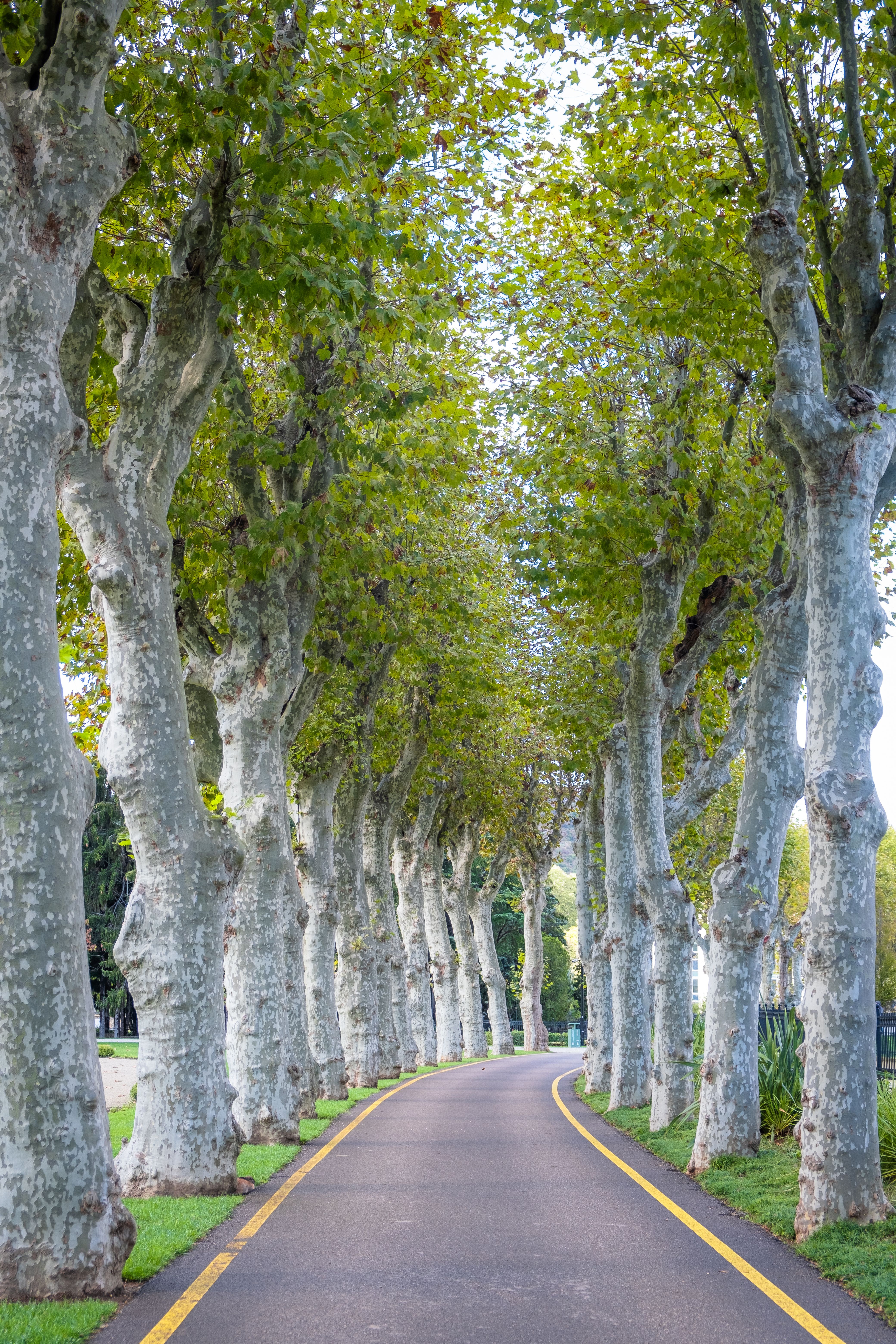 Tree-lined path